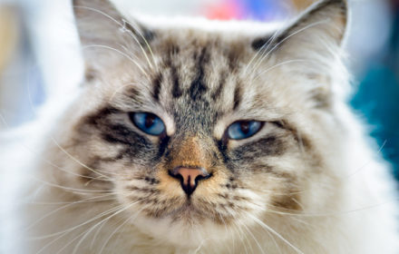 Vilamarxant Veterinaris Sl