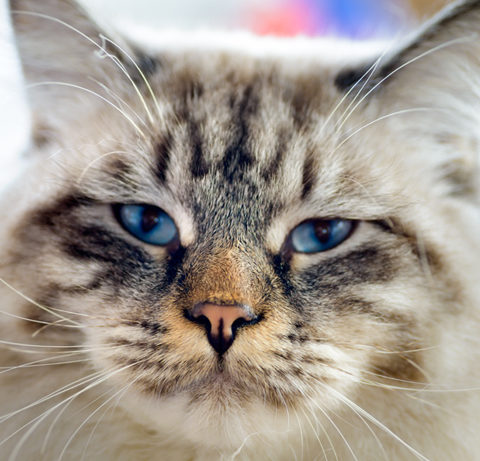 Veterinari Vilamarxant